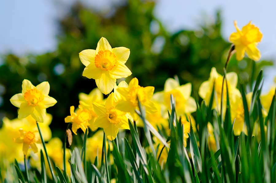 5 Must-Have Spring Flowers to Brighten Your Garden